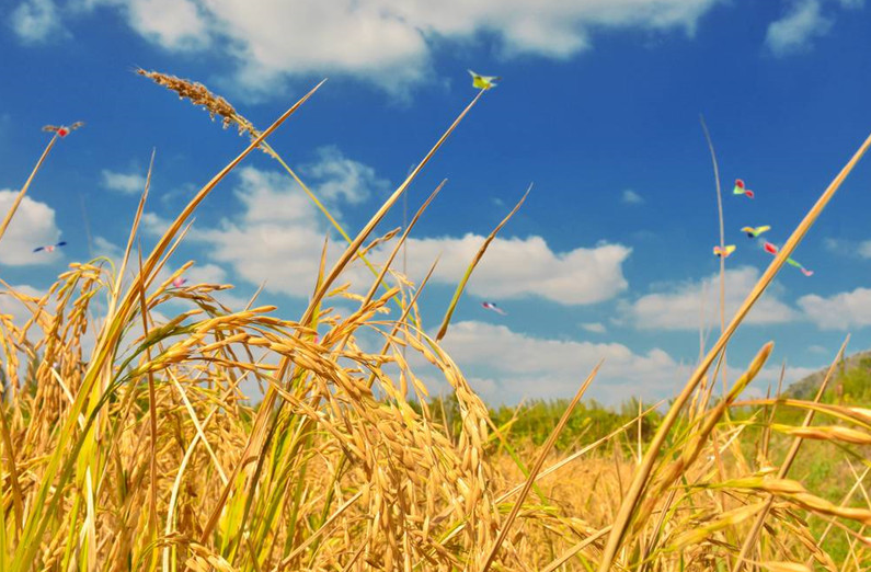 當3S技術應用于精準農業，奇跡就發生了！